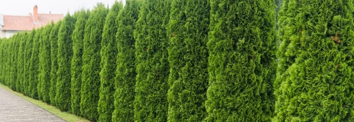 Eine dichte Hecke aus Lebensbäumen.